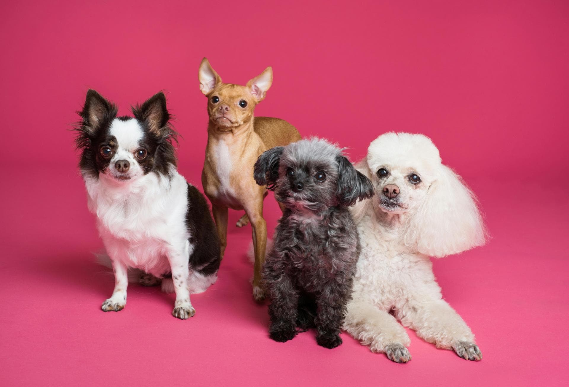 Emergency vets in Thame