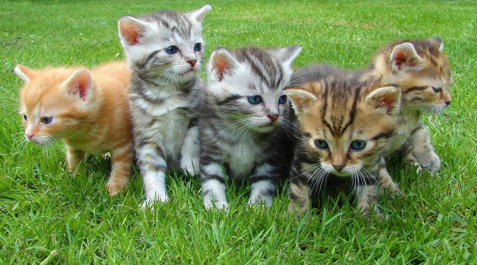Emergency vets in Thame
